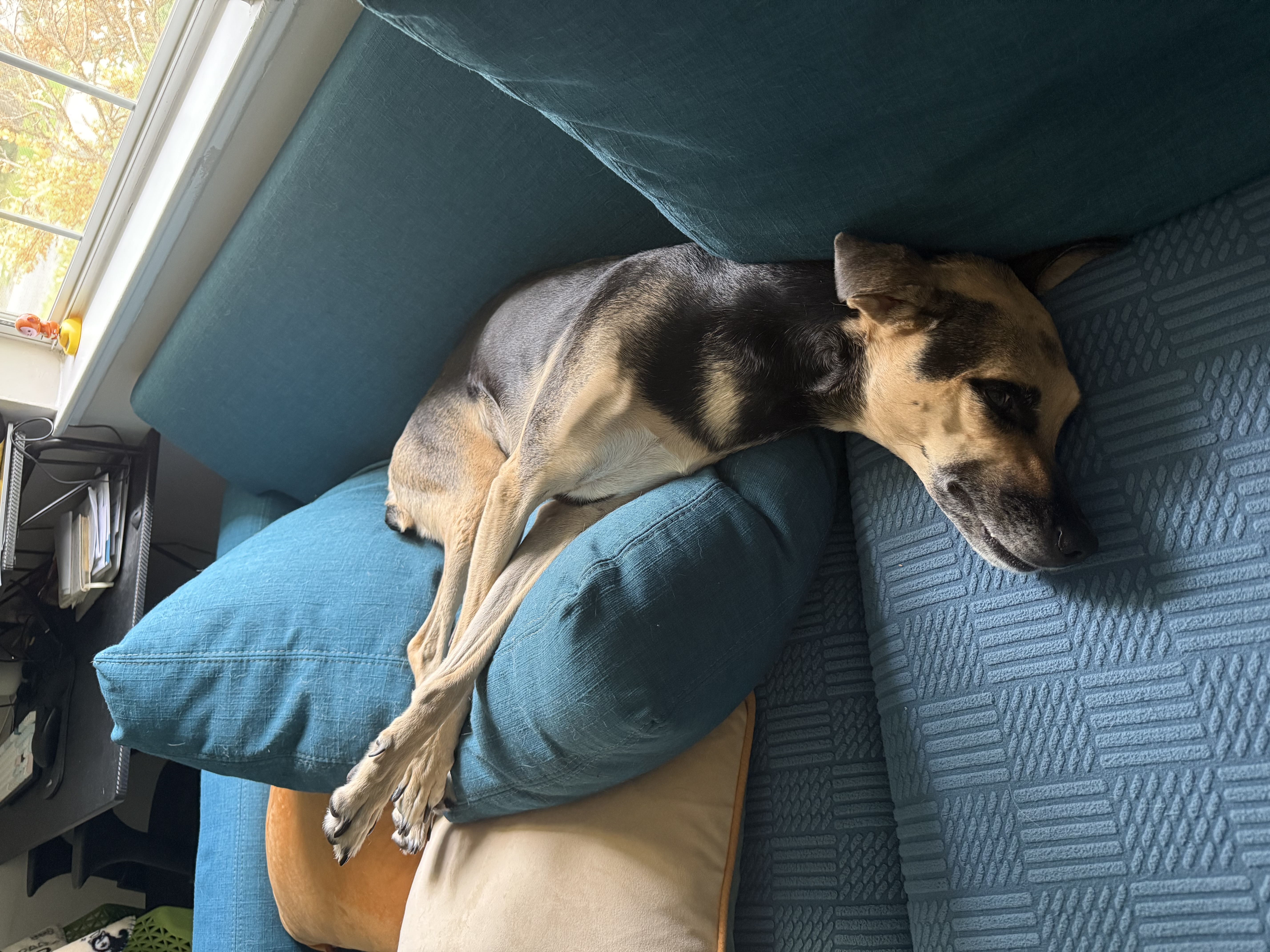 Navi, my beautiful dog